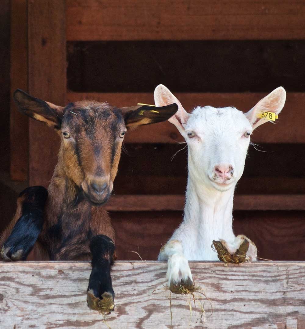 Kentucky Livestock legal assistance from Joe Bilby, Farm & Agriculture Law